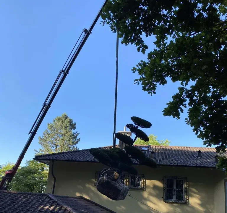 Kran hebt ein Formgehölz über ein Hausdach