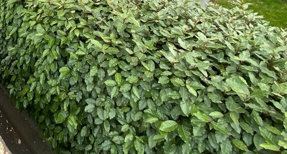 Frisch geschnittene Hecke mit sauberer Kante