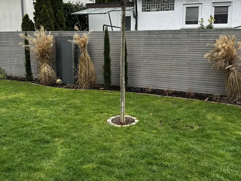 Garten im Spätherbst: große Ziergräser vor dem Sichtschutz zusammengebunden, gepflegter Rasen mit Baum in eingefasster Baumscheibe